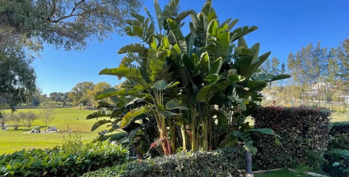 Sale of middle floor apartment in Estepona 25