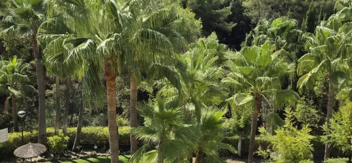 Sale of middle floor apartment in Sierra Blanca 0