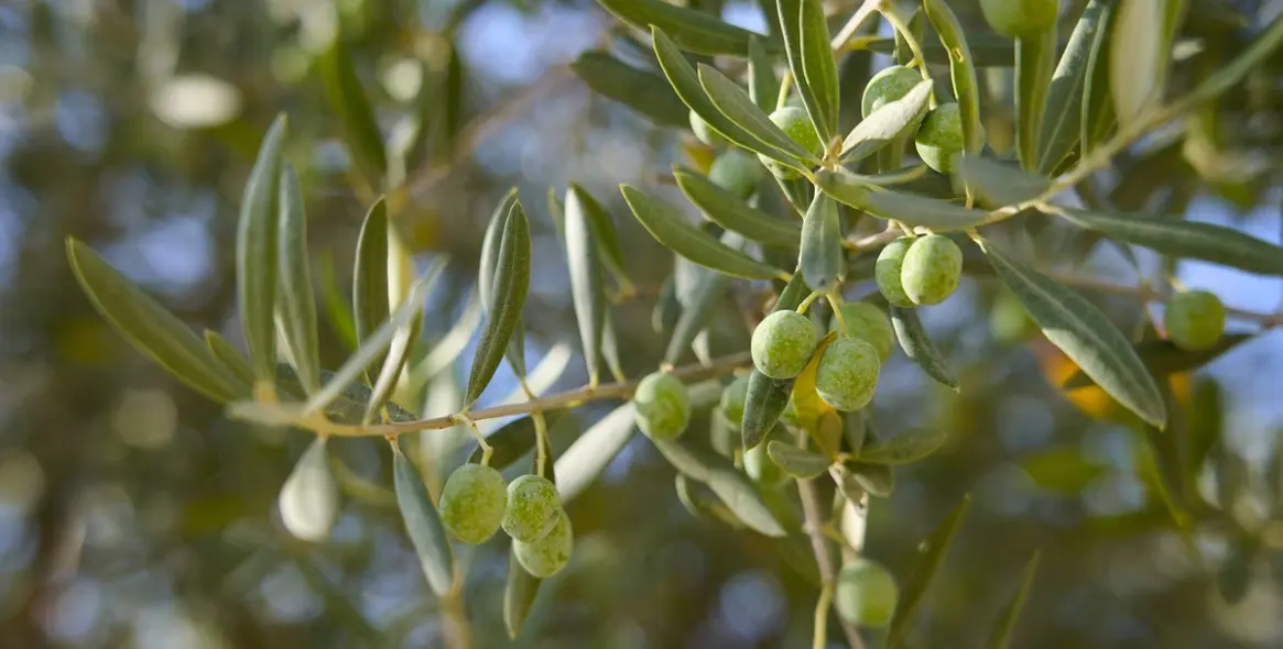 Продажа финки в Comares 73