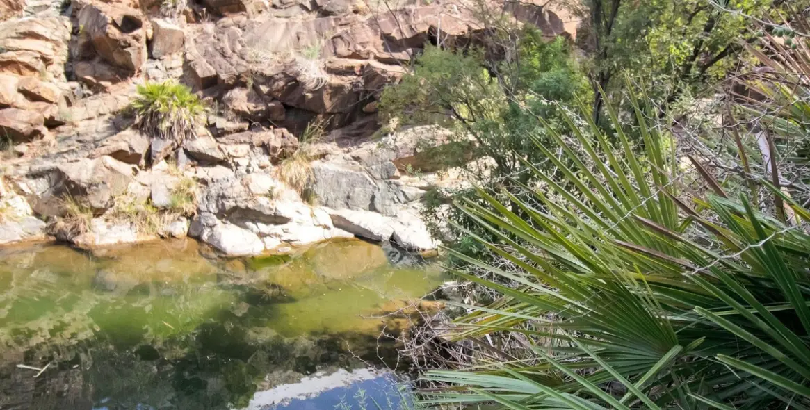 Venta de finca - cortijo en Ojén 70