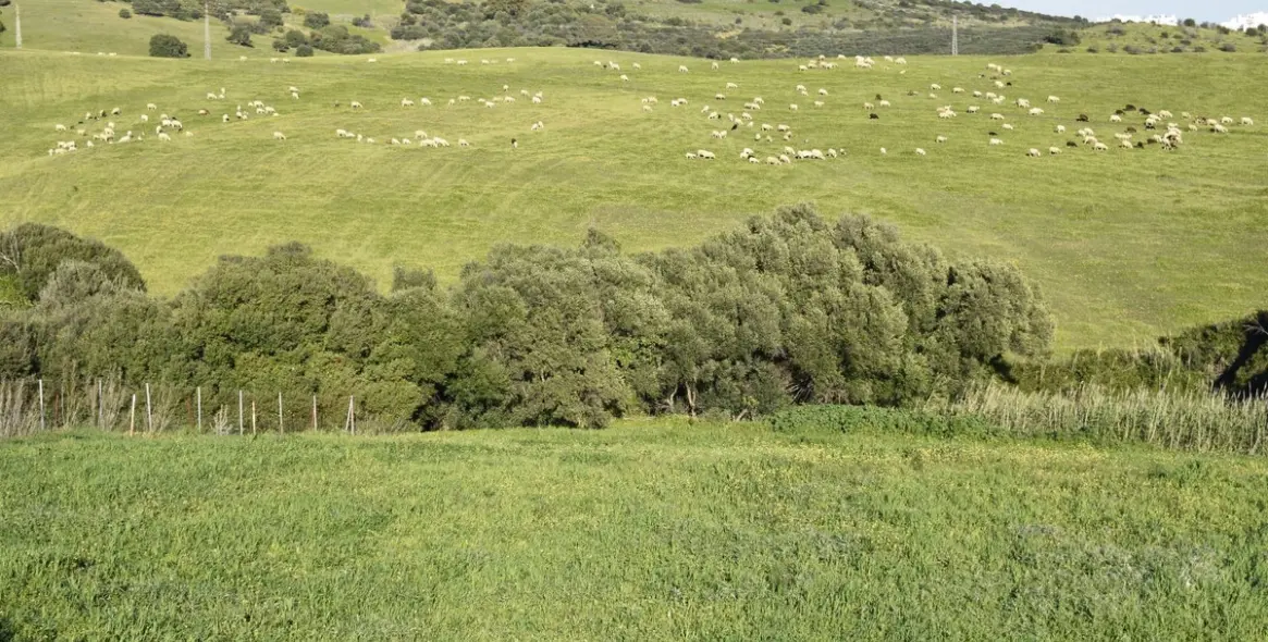 Sale of finca - cortijo in Casares 14
