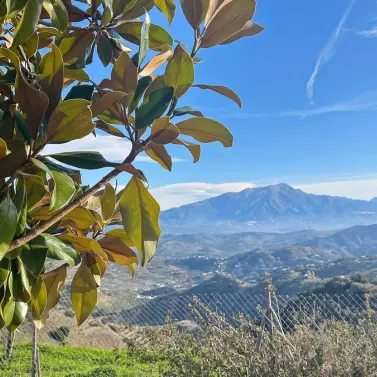 Sale of detached villa in Colmenar