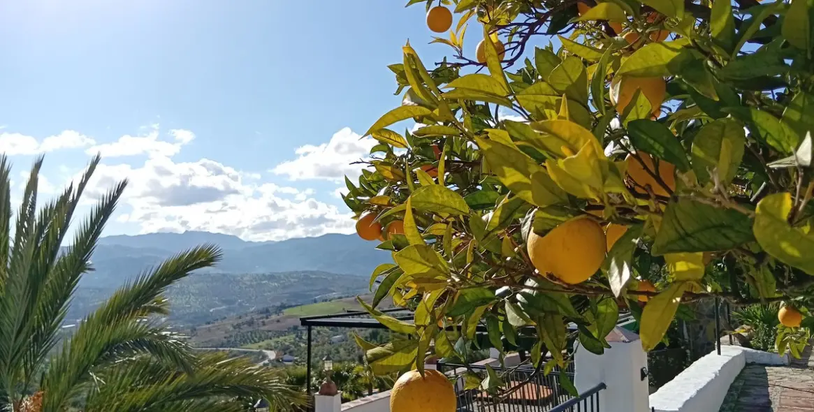 Продажа отеля в Tolox 47