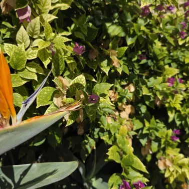 Продажа таунхауса в Cómpeta