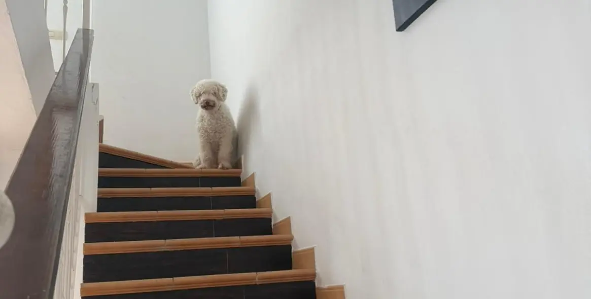 Продажа таунхауса в Benahavís 4