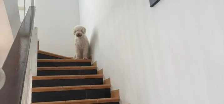 Продажа таунхауса в Benahavís 3