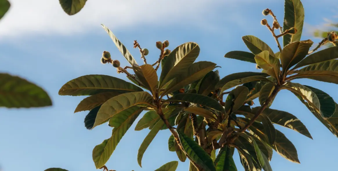 Sale of townhouse in Atalaya 37