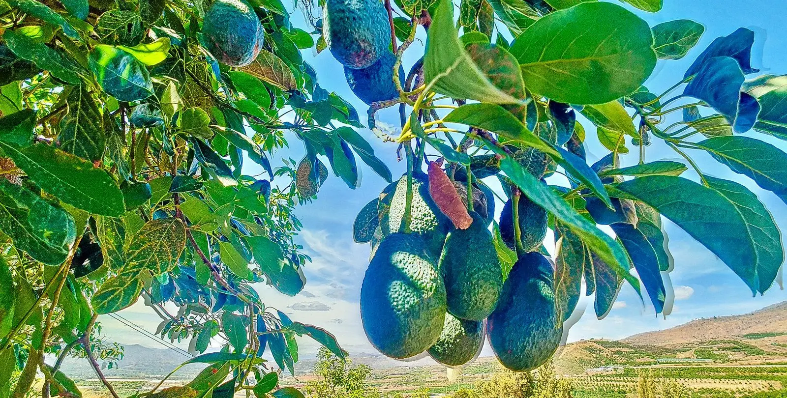 Sale of finca - cortijo in Vélez-Málaga 4