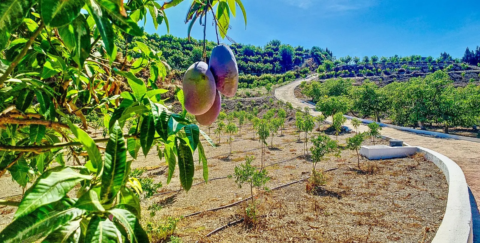 Sale of finca - cortijo in Vélez-Málaga 5