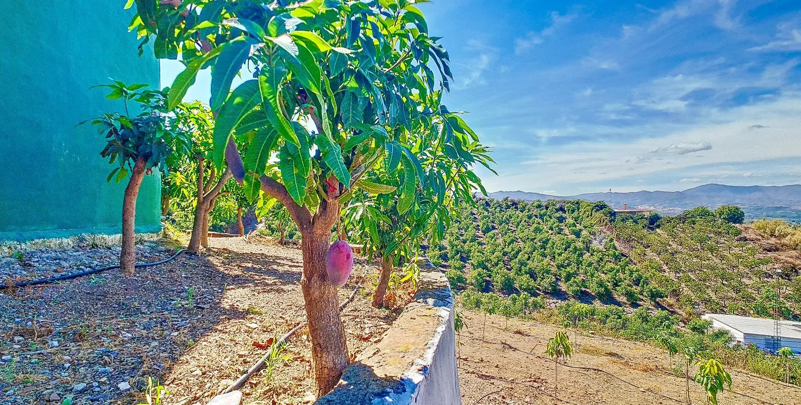 Sale of finca - cortijo in Vélez-Málaga 37