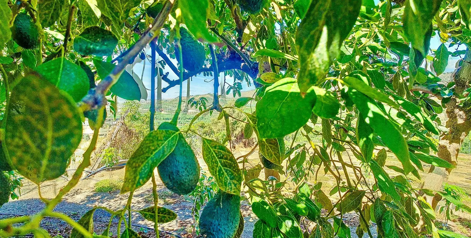 Sale of finca - cortijo in Vélez-Málaga 39