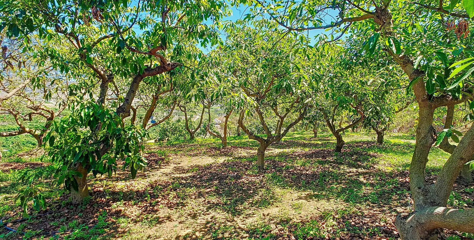 Sale of finca - cortijo in Vélez-Málaga 40