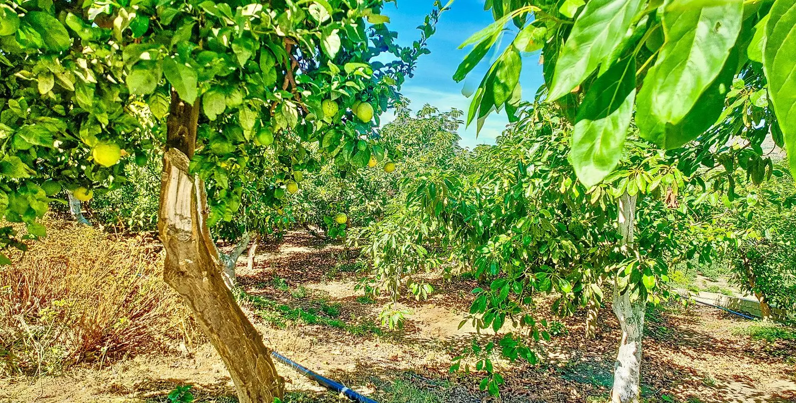 Sale of finca - cortijo in Vélez-Málaga 41
