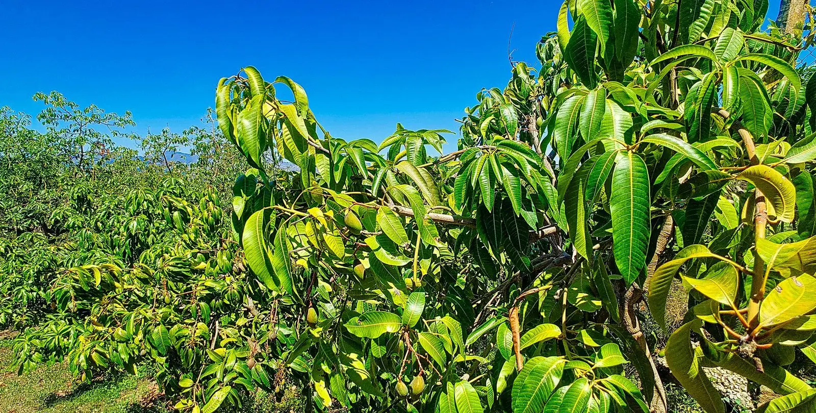 Sale of finca - cortijo in Vélez-Málaga 42