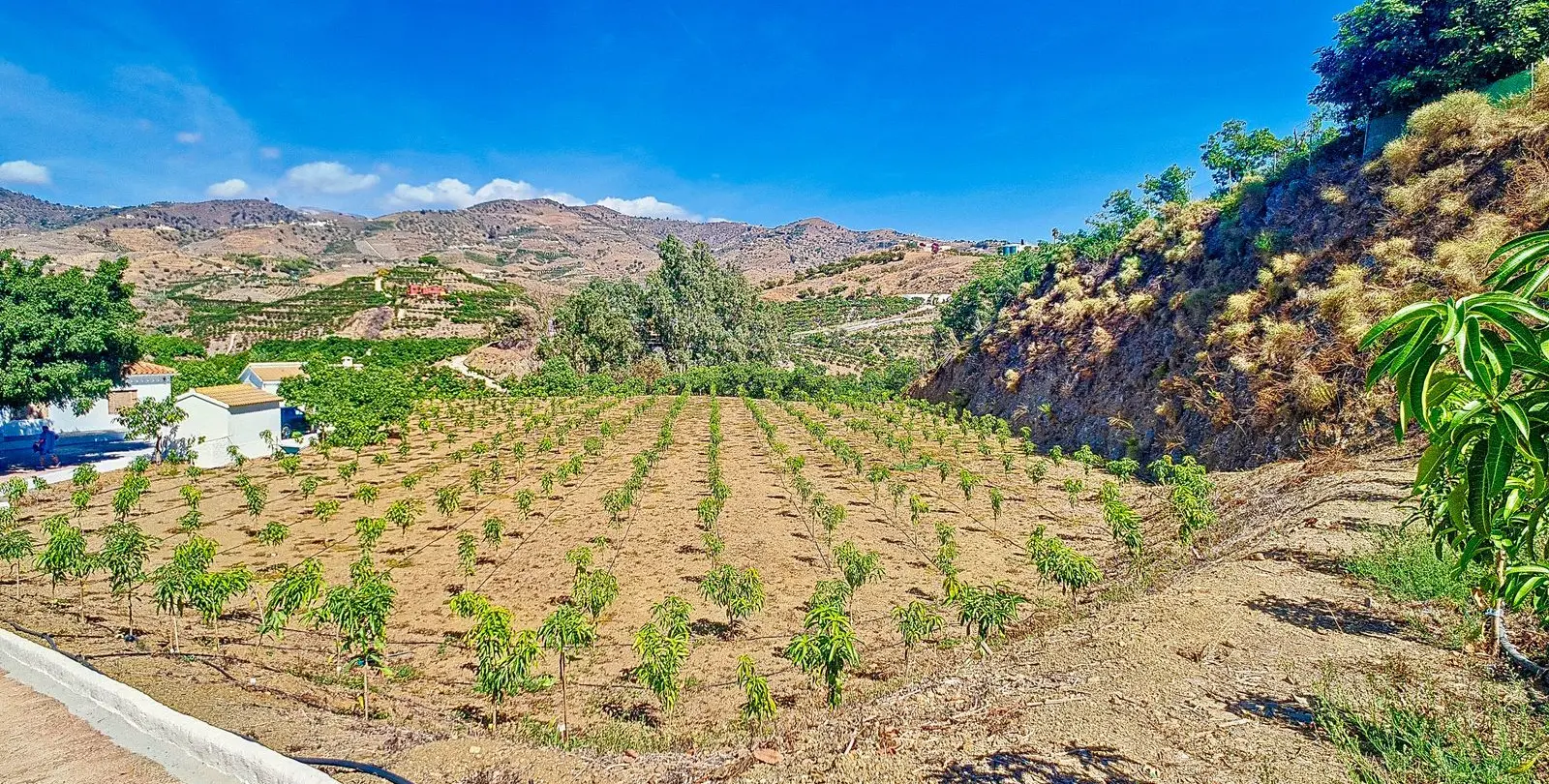 Sale of finca - cortijo in Vélez-Málaga 44
