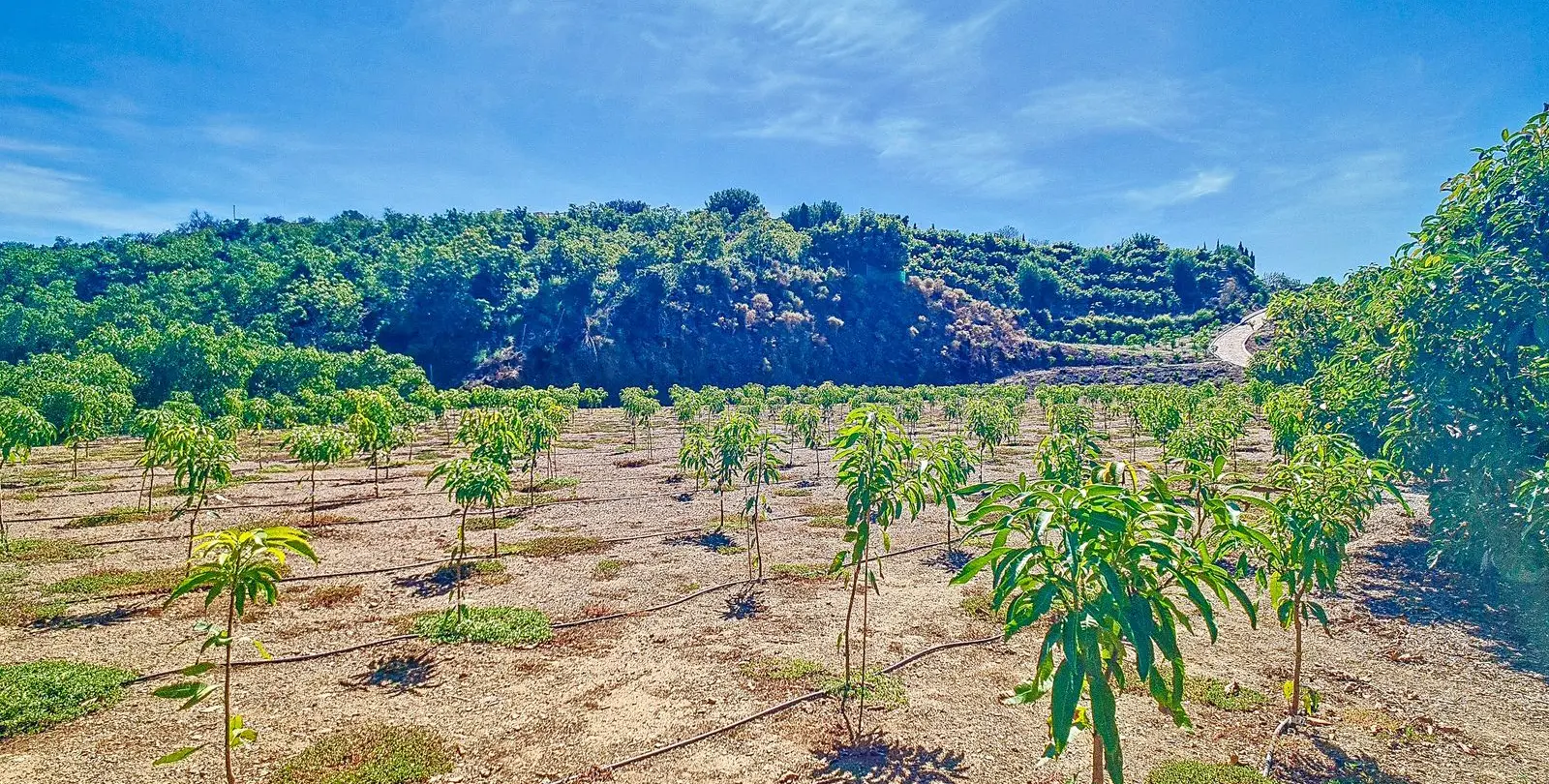 Sale of finca - cortijo in Vélez-Málaga 45
