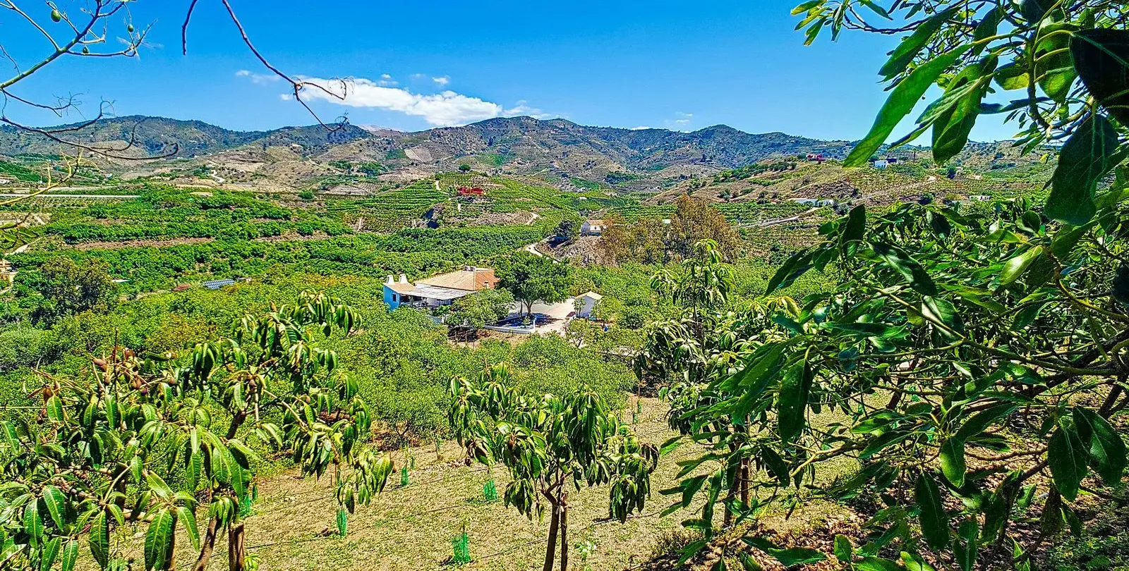 Sale of finca - cortijo in Vélez-Málaga 46