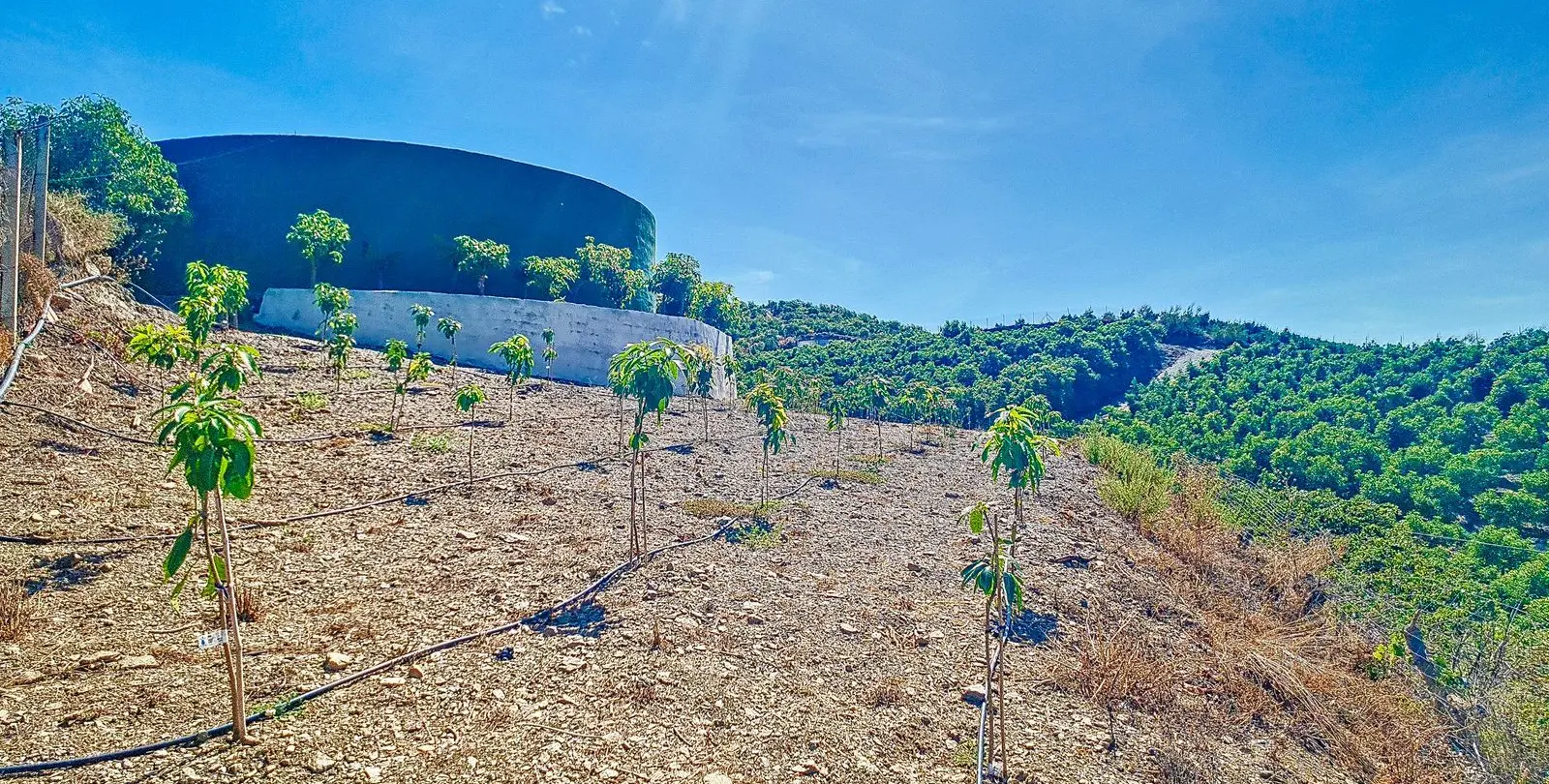 Sale of finca - cortijo in Vélez-Málaga 47