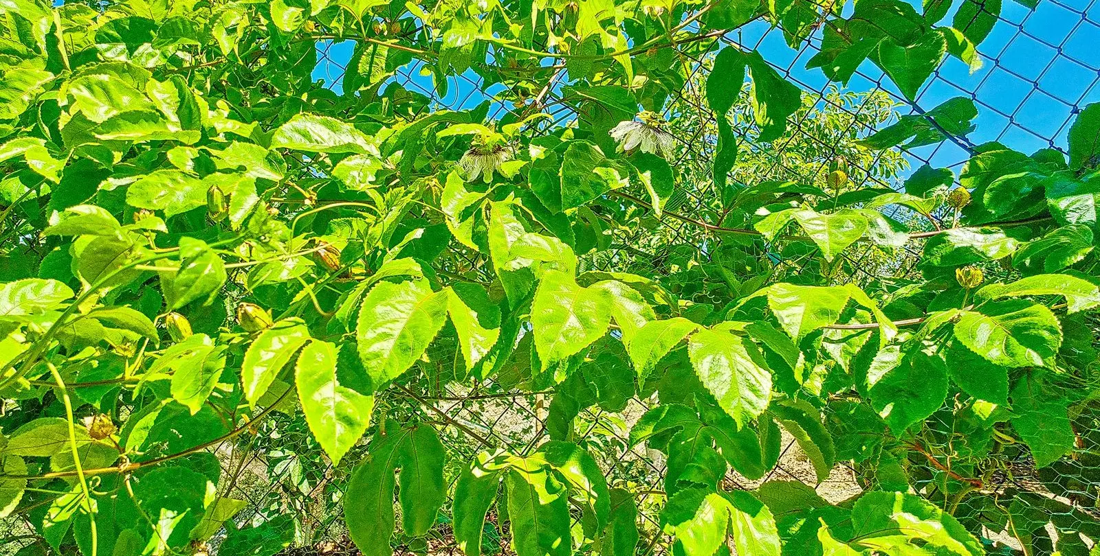 Sale of finca - cortijo in Vélez-Málaga 49