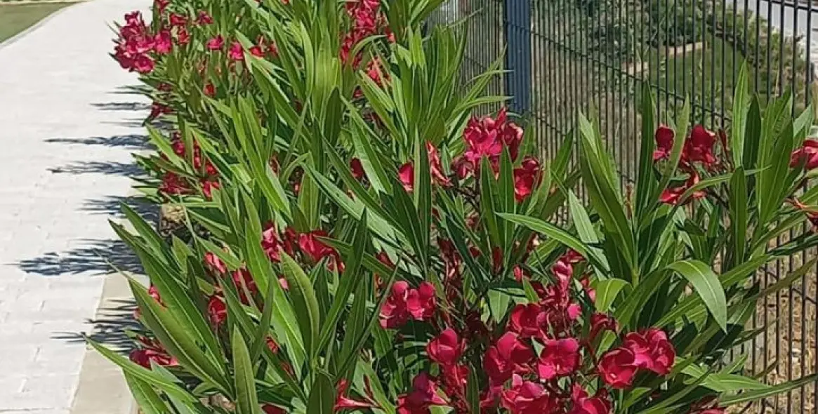 Venta de ático en La Cala de Mijas 20