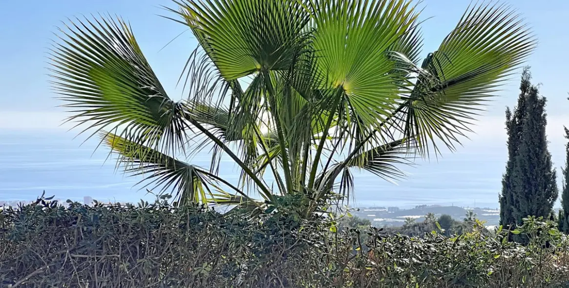 Продажа  отдельно стоящей виллы в Arenas 44