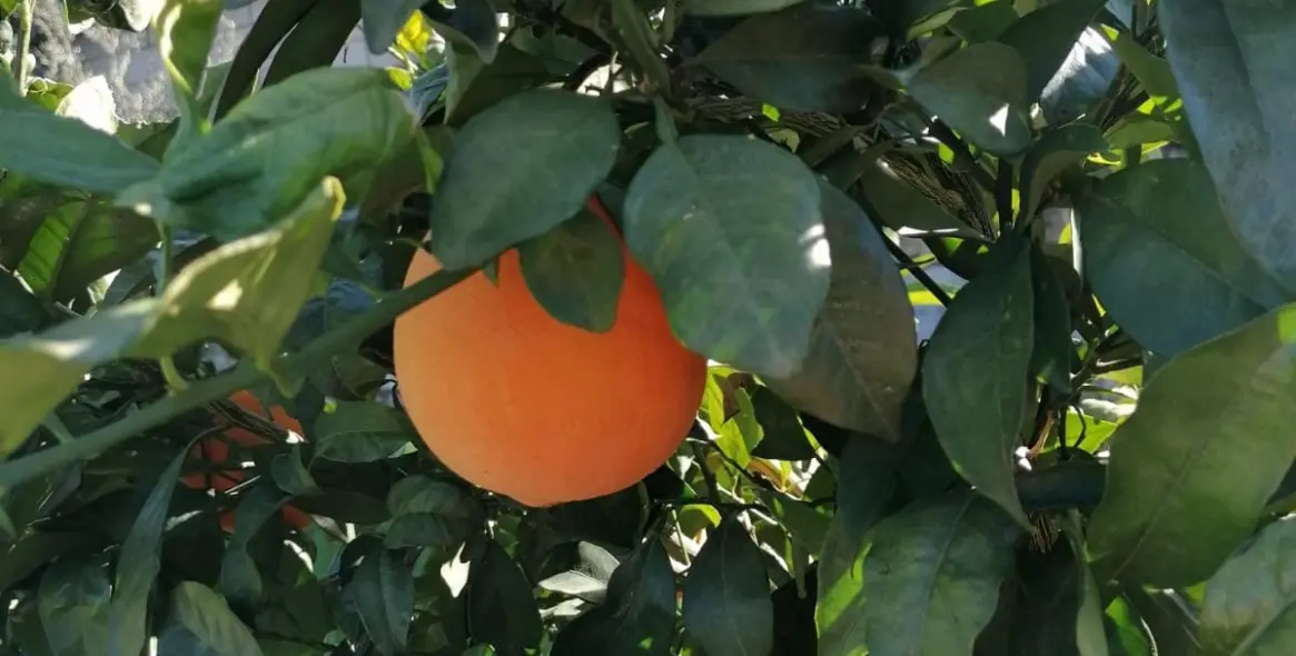 Sale of detached villa in Selwo 3