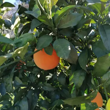 Sale of detached villa in Selwo