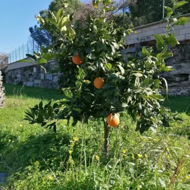 Sale of detached villa in Selwo