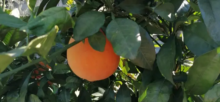 Venta de villa independiente en Selwo 2