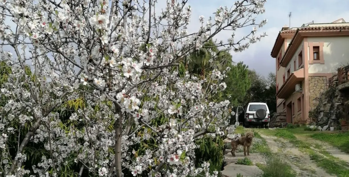 Venta de villa independiente en Selwo 4