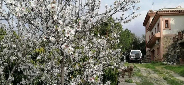 Venta de villa independiente en Selwo 3