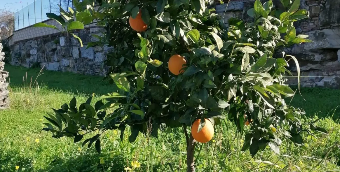 Venta de villa independiente en Selwo 5