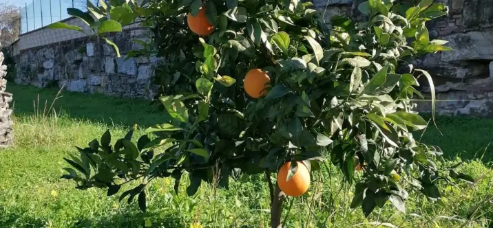 Venta de villa independiente en Selwo 4