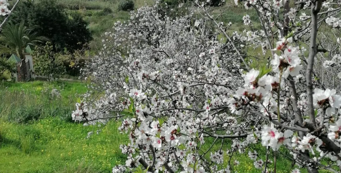 Venta de villa independiente en Selwo 6