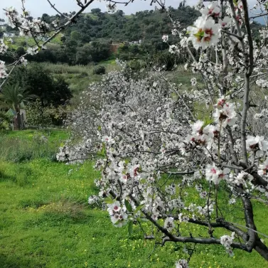 Venta de villa independiente en Selwo