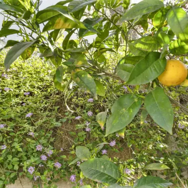 Venta de adosado en Cerros del Aguila