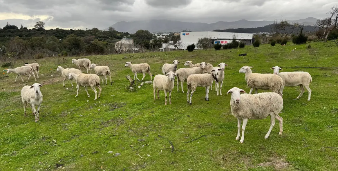 Продажа  отдельно стоящей виллы в Estepona 20