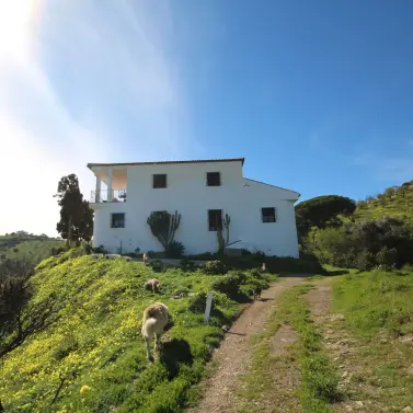 Venta de finca - cortijo en Almogía