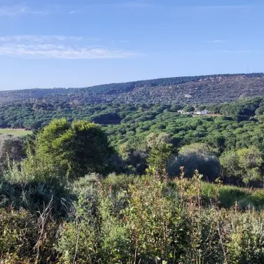 Venta de parcela residencial en Sotogrande