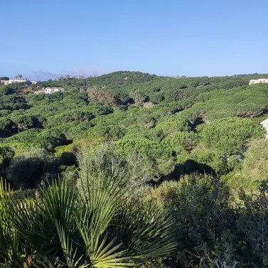 Venta de parcela residencial en Sotogrande