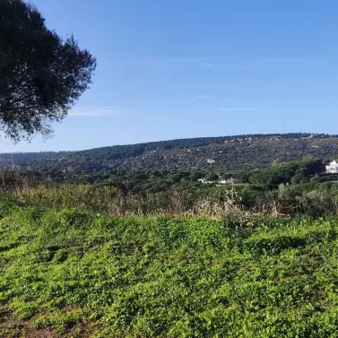 Venta de parcela residencial en Sotogrande