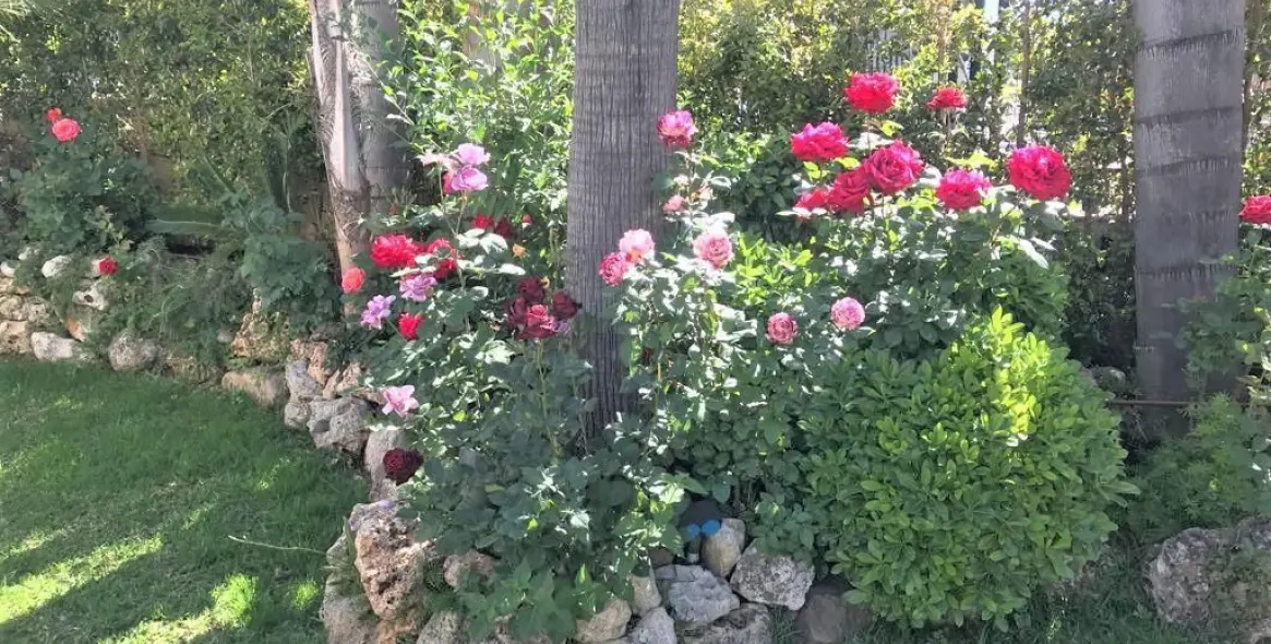 Long-term rent of detached villa in The Golden Mile 26