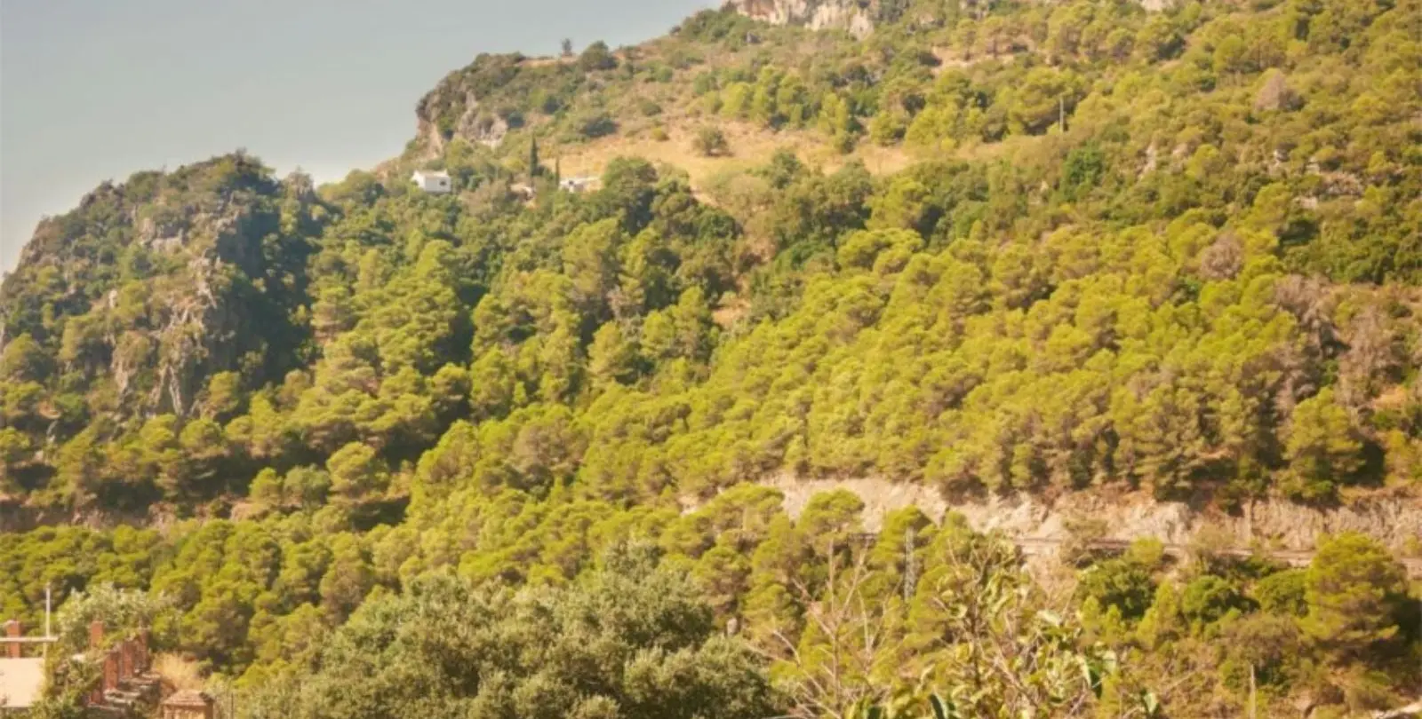 Sale of finca - cortijo in Casares 6