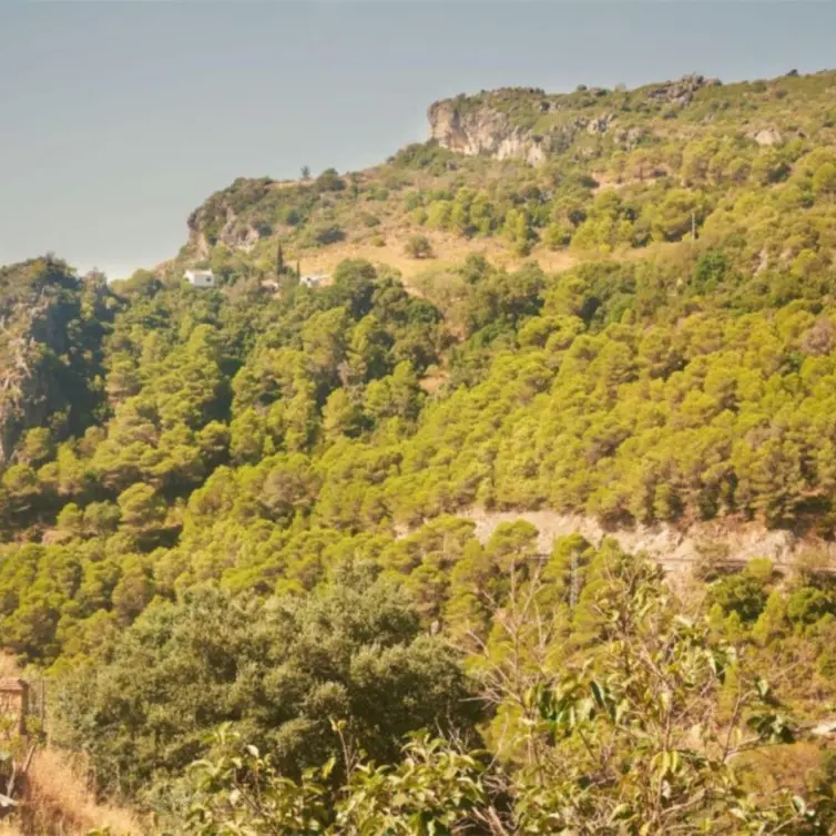 Sale of finca - cortijo in Casares