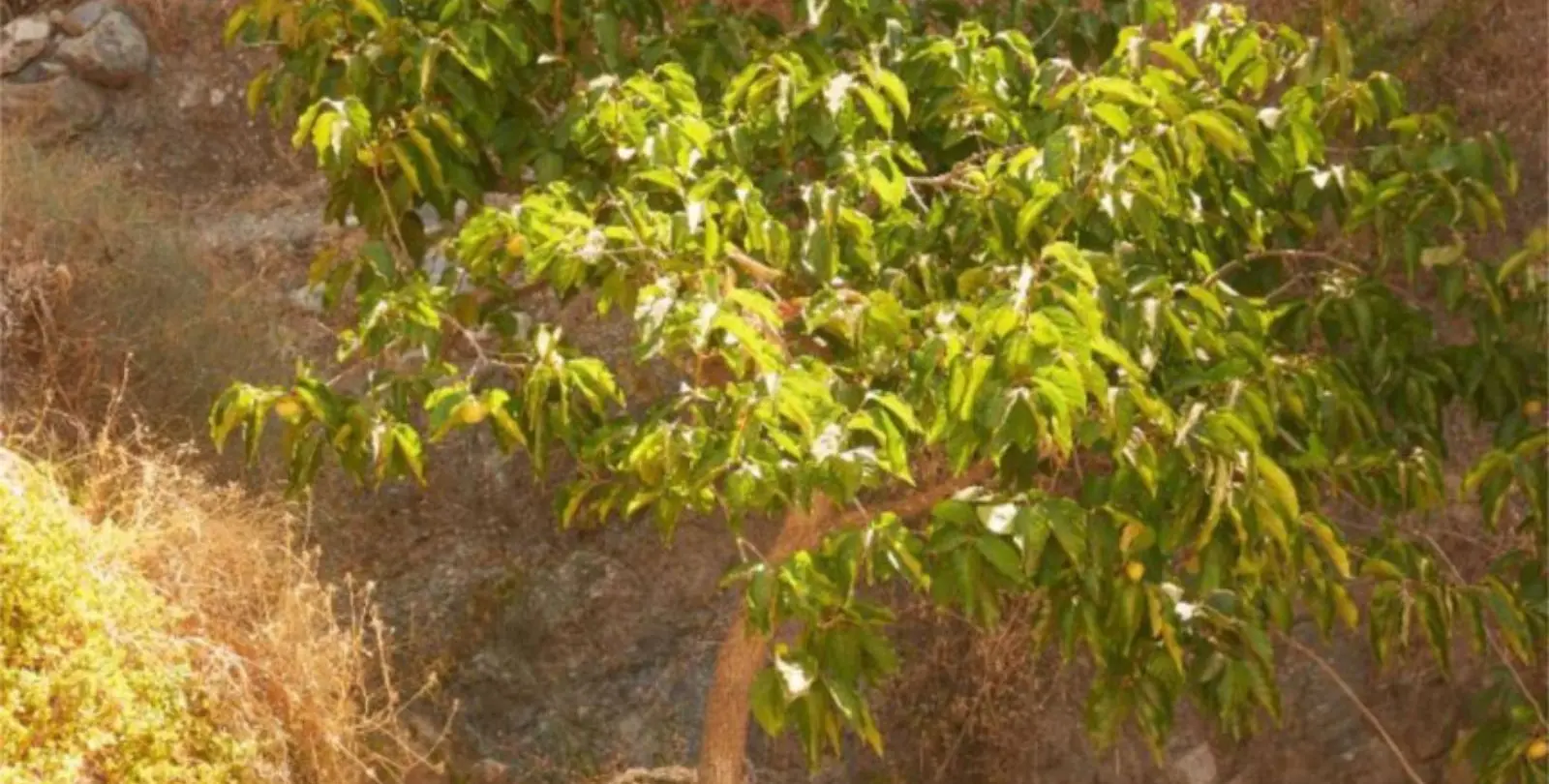 Sale of finca - cortijo in Casares 7