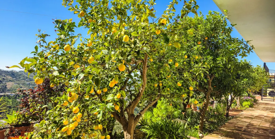 Продажа  отдельно стоящей виллы в Cómpeta 57