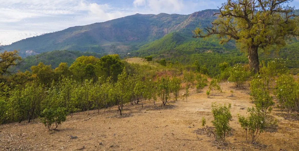 Продажа  жилого участка в La Zagaleta 3