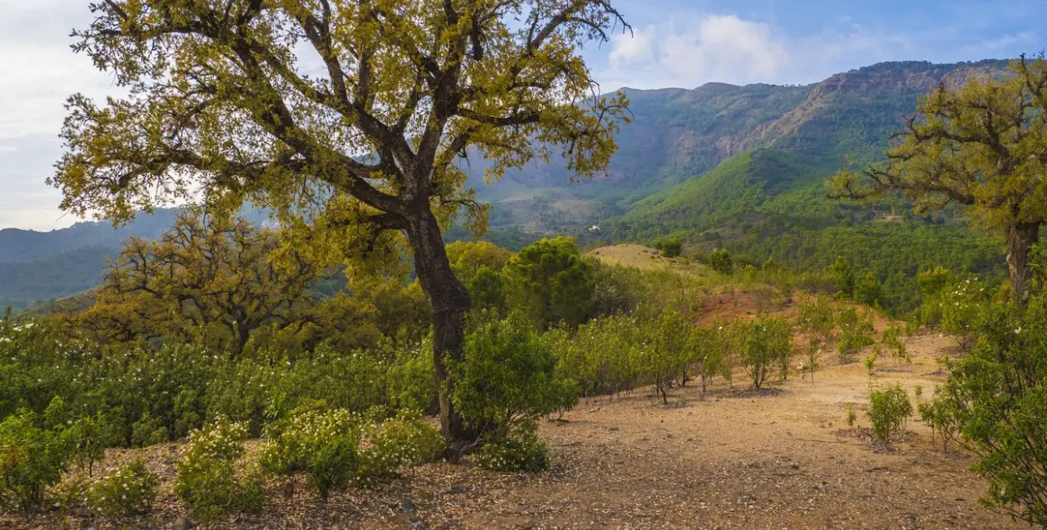 Продажа  жилого участка в La Zagaleta 6