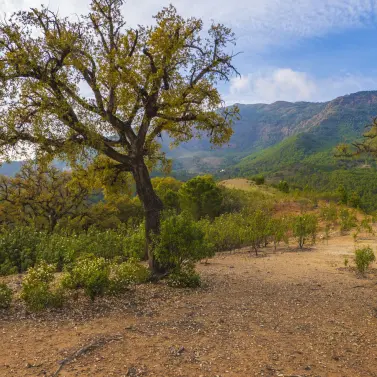 Venta de parcela residencial en La Zagaleta