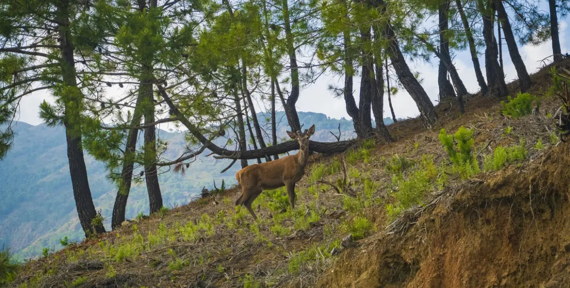 Продажа  жилого участка в La Zagaleta 9